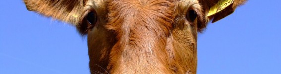 cow3