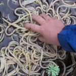 Worm Sensory Tub