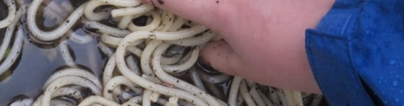 Worm Sensory Tub