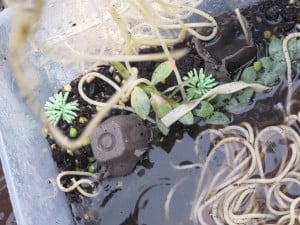 IMG 4849 300x225 Worms! A Perfect Springtime Sensory Tub