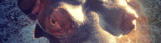 hippocloseup