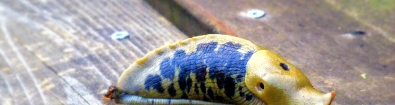 preschool_zoology_slugs
