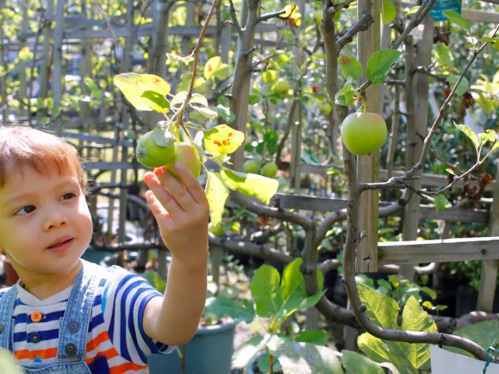 A Child picking a piece of fruit