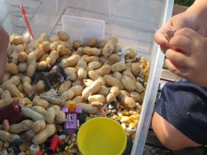 Farm Themed Sensory Tub