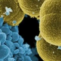 germs