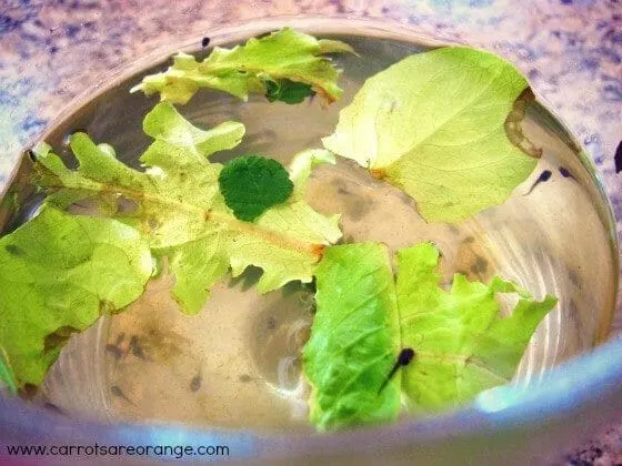 tadpole observation