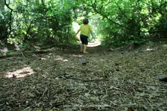 trail cedarsong e