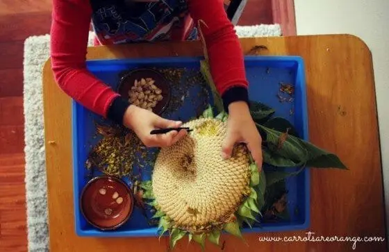 fine motor activity with seeds