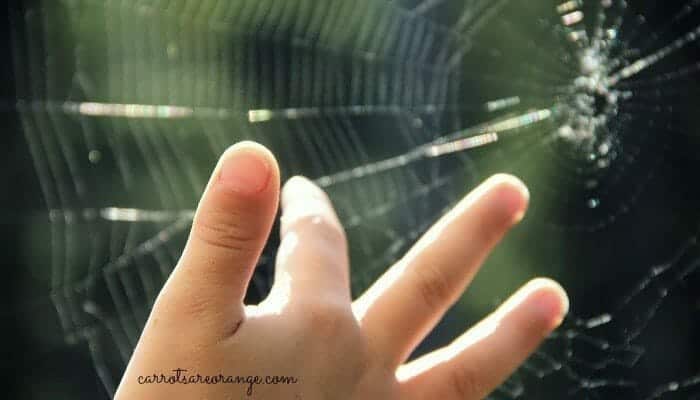 Exploring Spider Webs