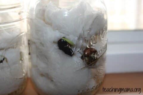 seeds in a jar