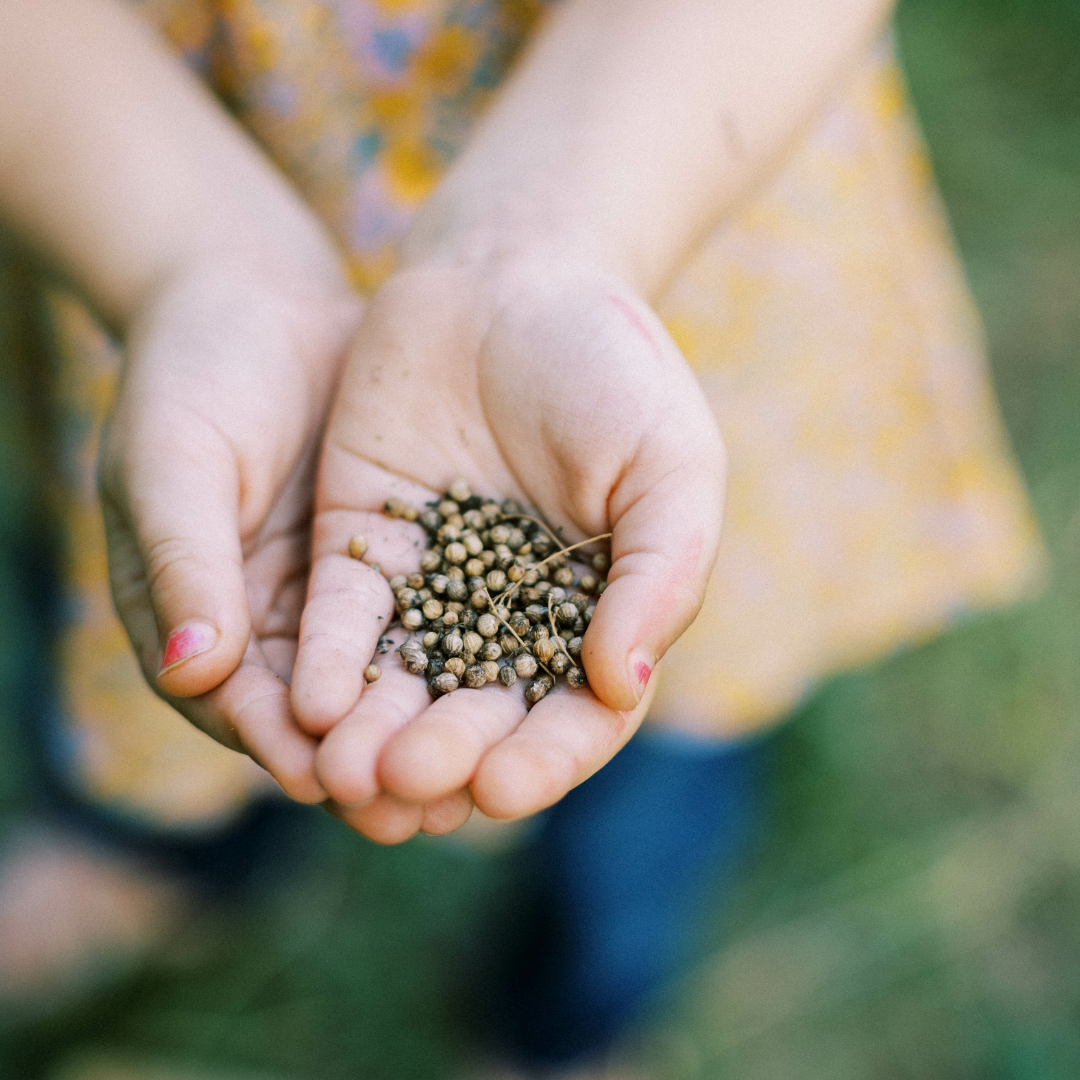 a child holding seeds in her hands