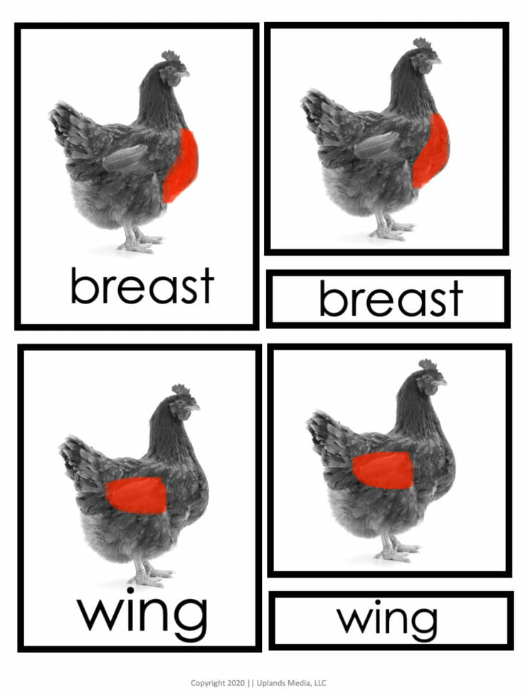 Life Cycle of a Chicken Activities [FREE Printables]