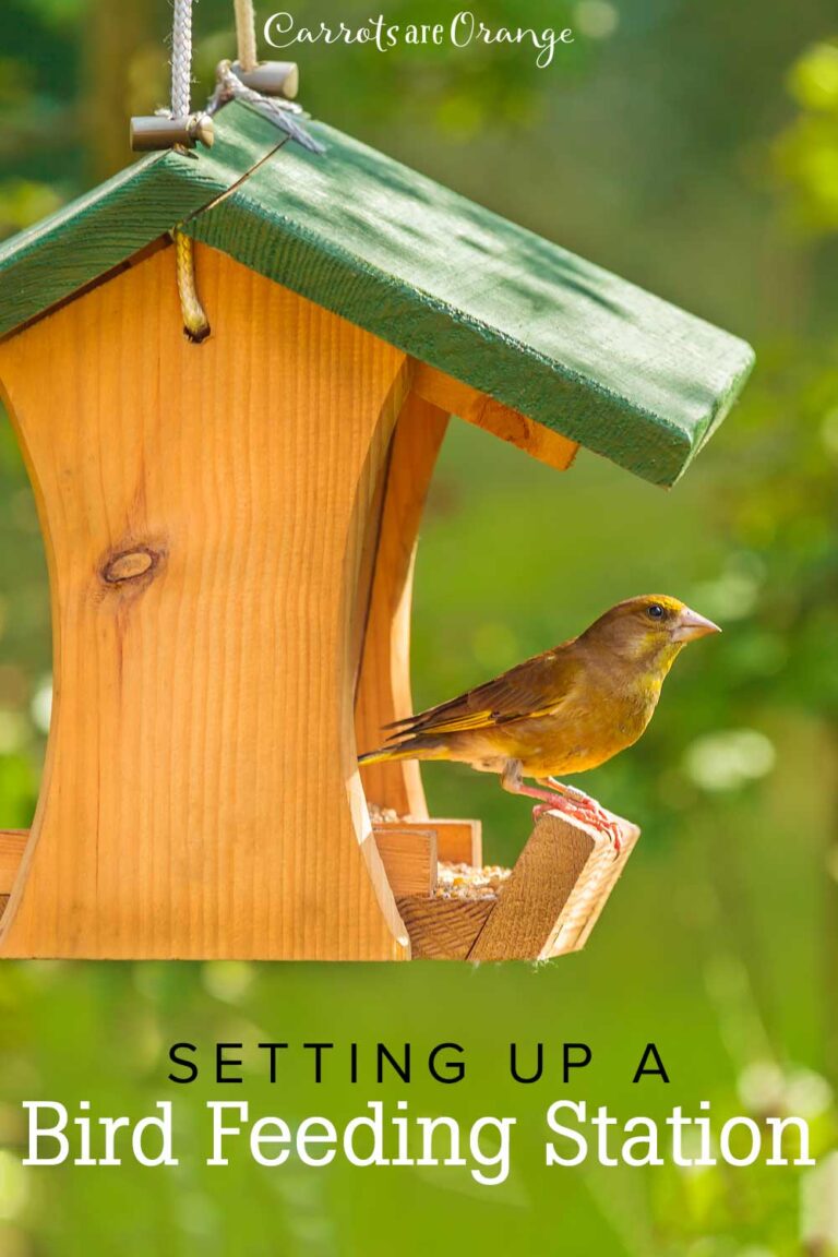 Bird Feeding 101 for Kids How to Set Up a Feeding Station