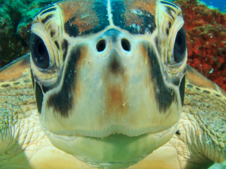 close-up-of-a-sea-turtle