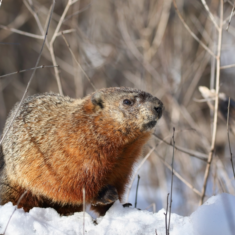 A beaver adapts during winter