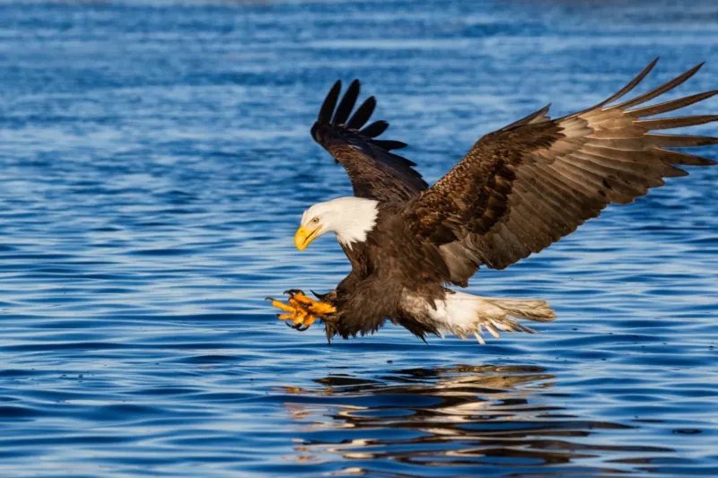 Bald Eagle Lesson Plans, Learning Activities, & Resources