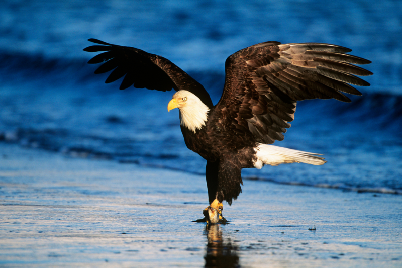 Bald Eagle Lesson Plans, Learning Activities, & Resources