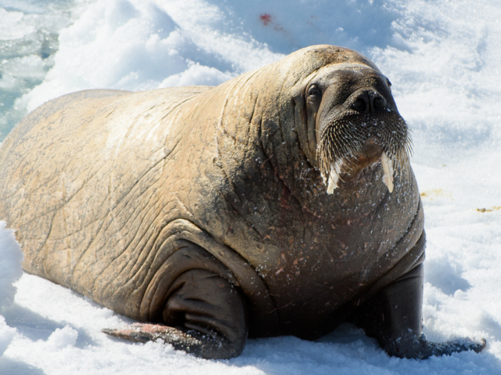 walrus-close-up